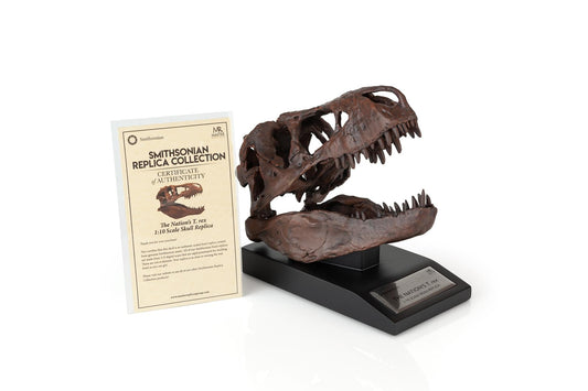 The Nation's T-Rex Skull Statue | 6-Inch Smithsonian Fossil Replica| 1:10 Scale