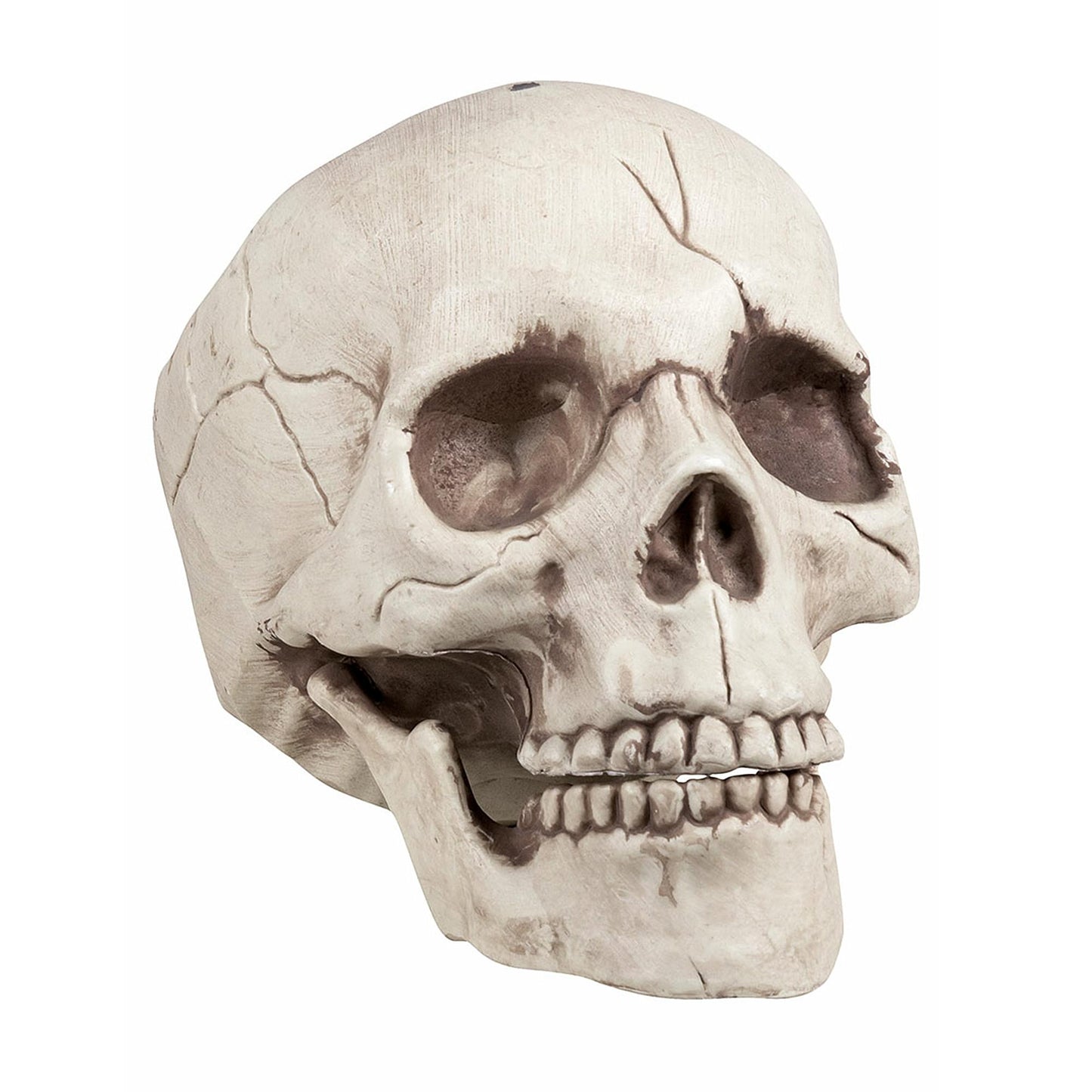 Skull With Movable Jaw Halloween Decoration