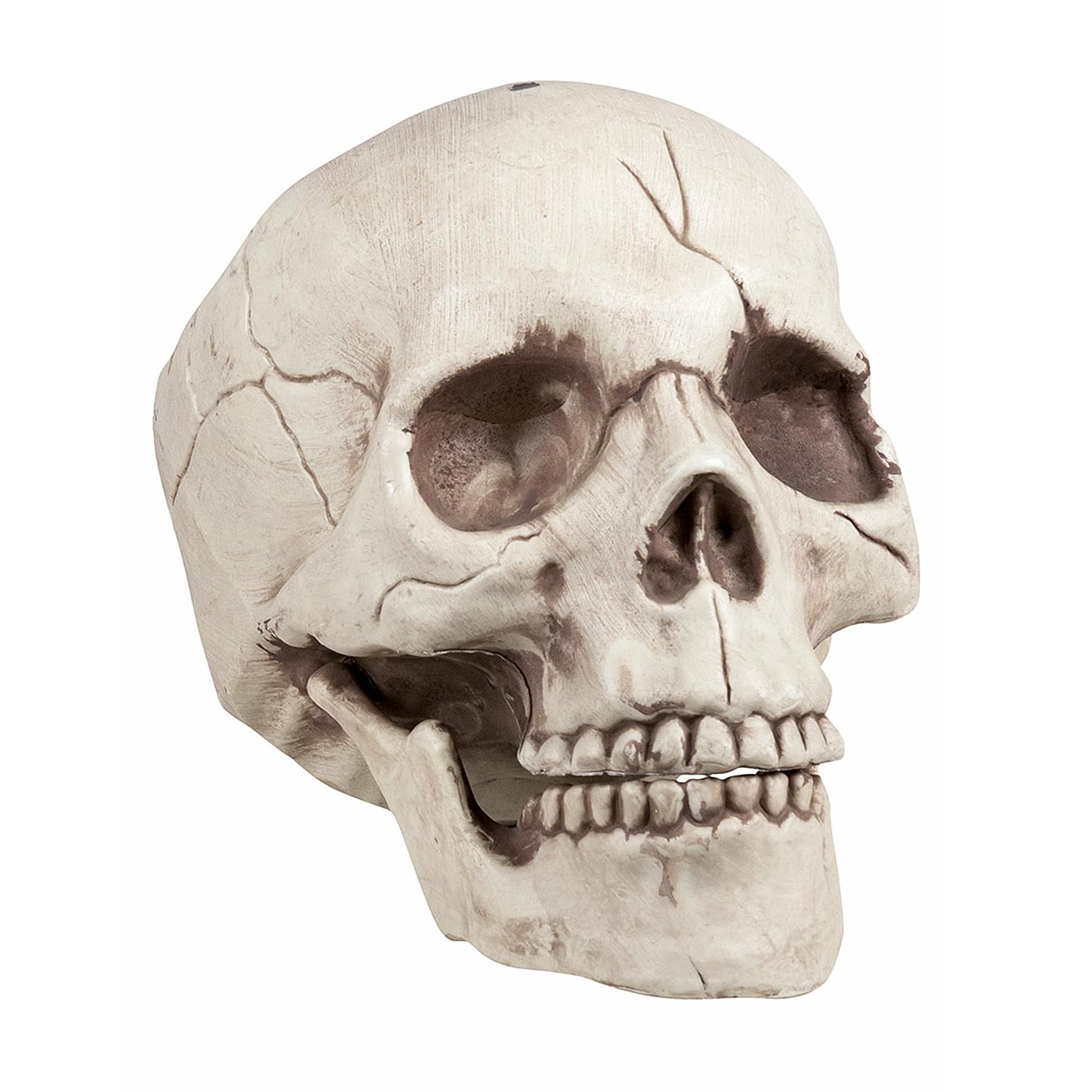 Skull With Movable Jaw Halloween Decoration
